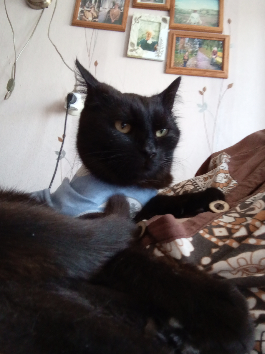 Серьёзная кошечка