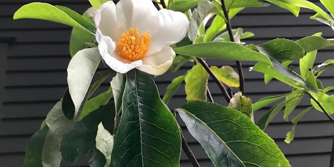 Франклиния: Дерево Бенджамина Франклина, которое растёт только в садах