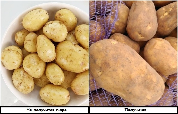 Для пюре больше подходит зрелый картофель