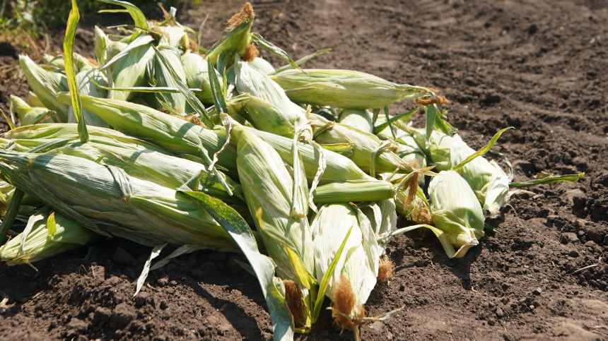    Фото: ИЗВЕСТИЯ/Эдуард Корниенко