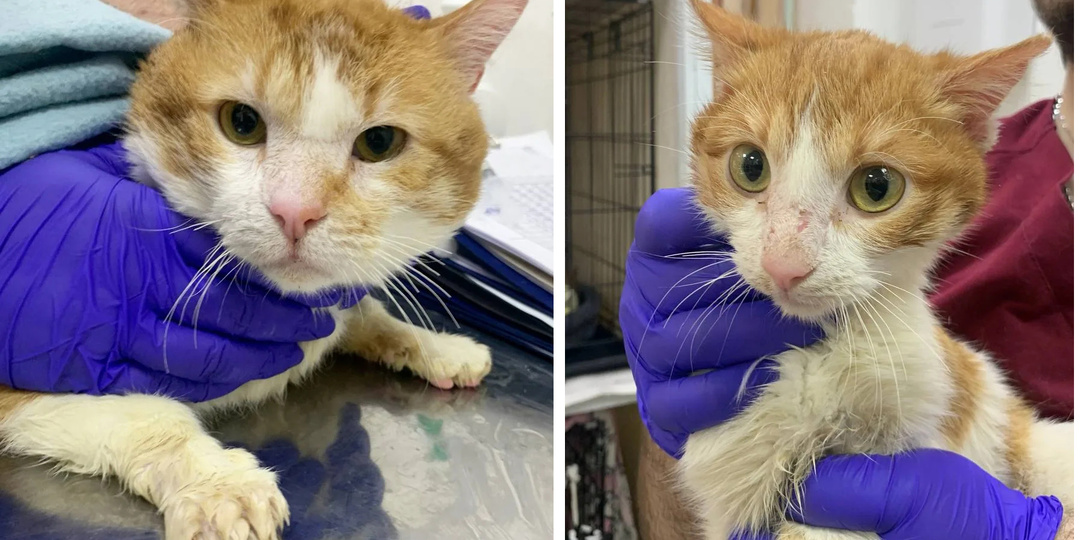 Подопечные, которым нужна помощь прямо сейчас