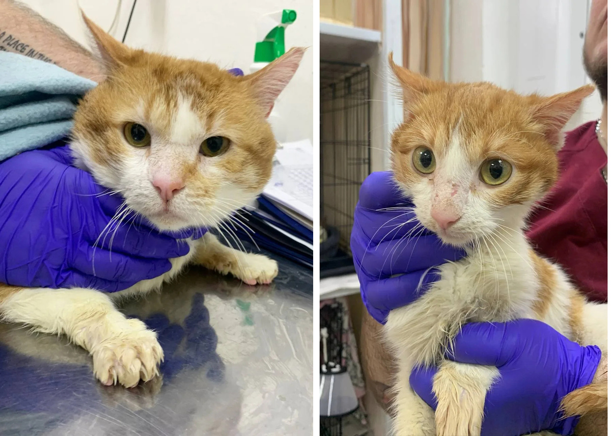 Жофрей и Бутончик