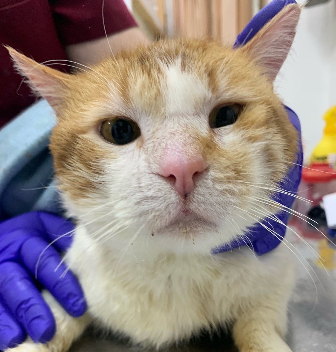 Жофрей на приеме в приюте.