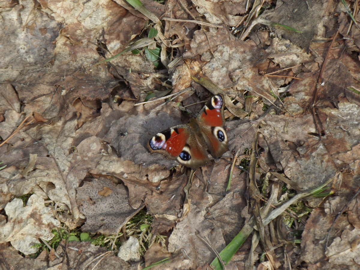 12 апреля 2023