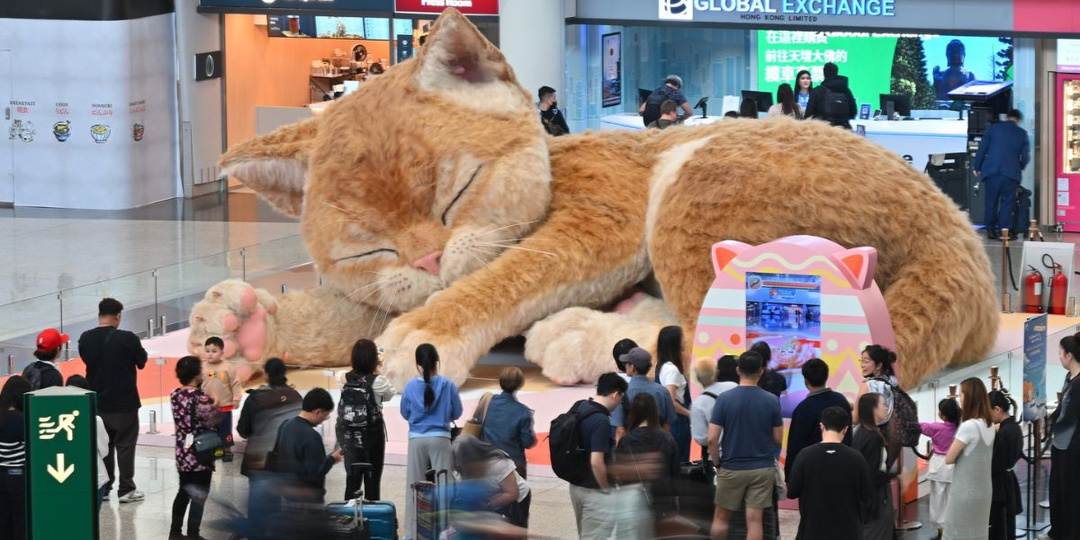 Два чуда Гонконга: огромный спящий кот и сенсорное пространство