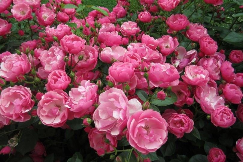 Подкормка роз в течение сезона: как выстроить питание без ошибок