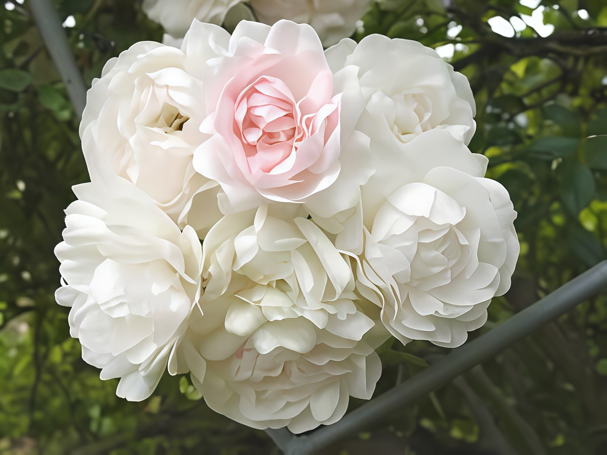 Фото: роза Си Фоам