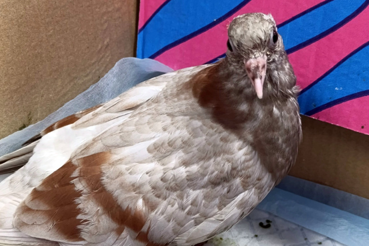 © Фото ветклиники «ИнТерра».📷
