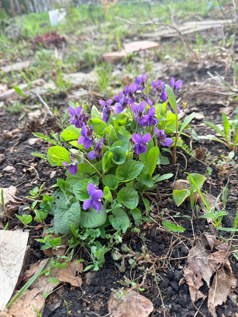 Распустились