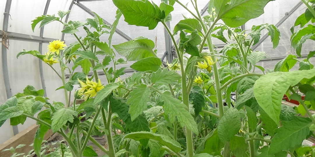 Томат Алсу. В первую очередь высадила в теплицу сибирские сорта. Проверяю ХОЛОДОСТОЙКОСТЬ.