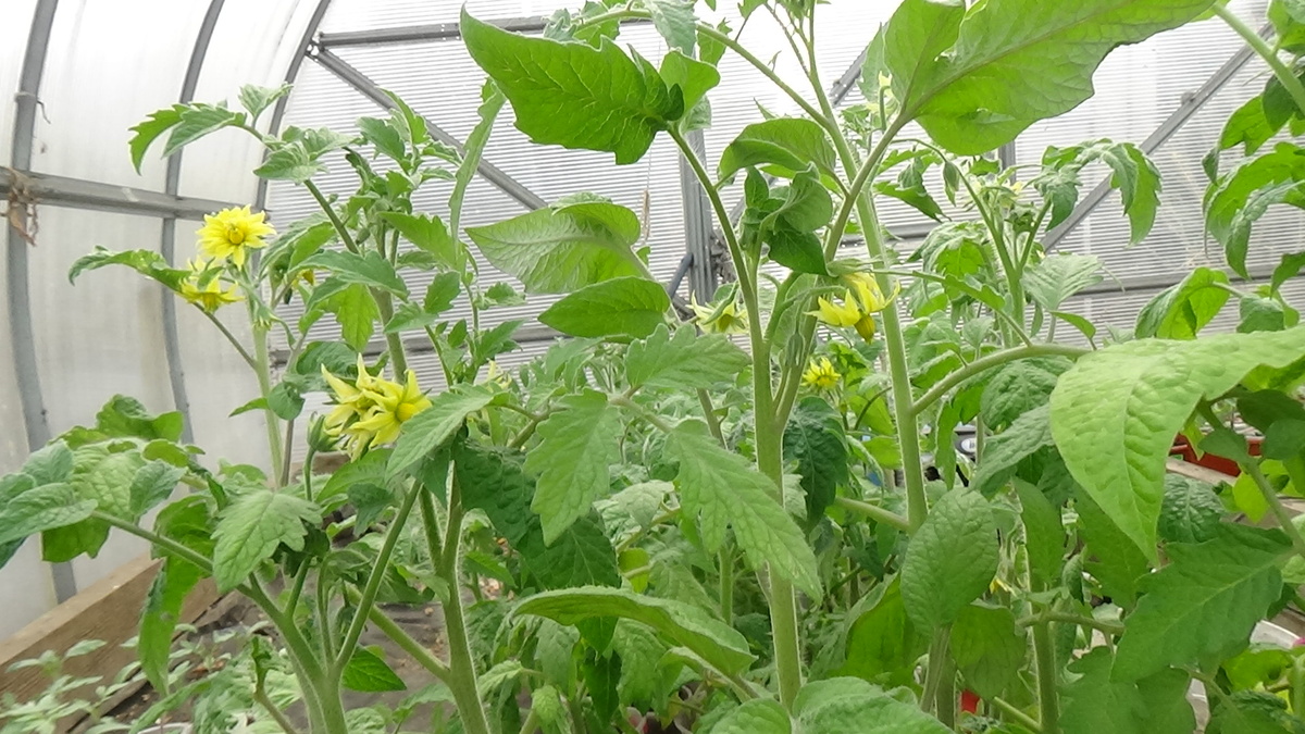 Томат Алсу. №275 в Каталоге. Перед высадкой в грунт.