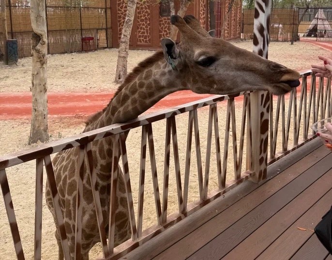 Magic Safari — сафари-парк в Ташкенте 2026: вип за 299 тыс сумов или пешком за 75 тыс