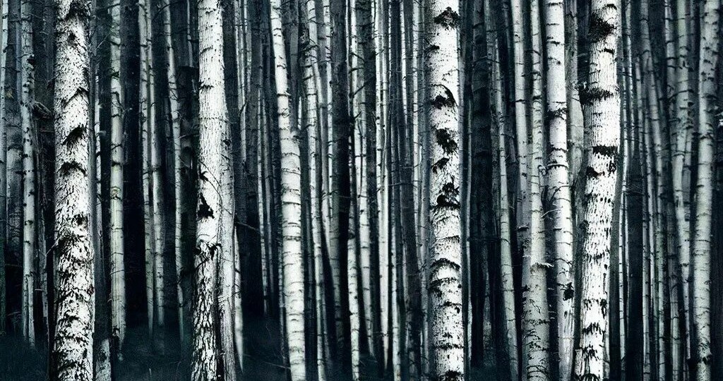 Мистическая история: Березовая роща