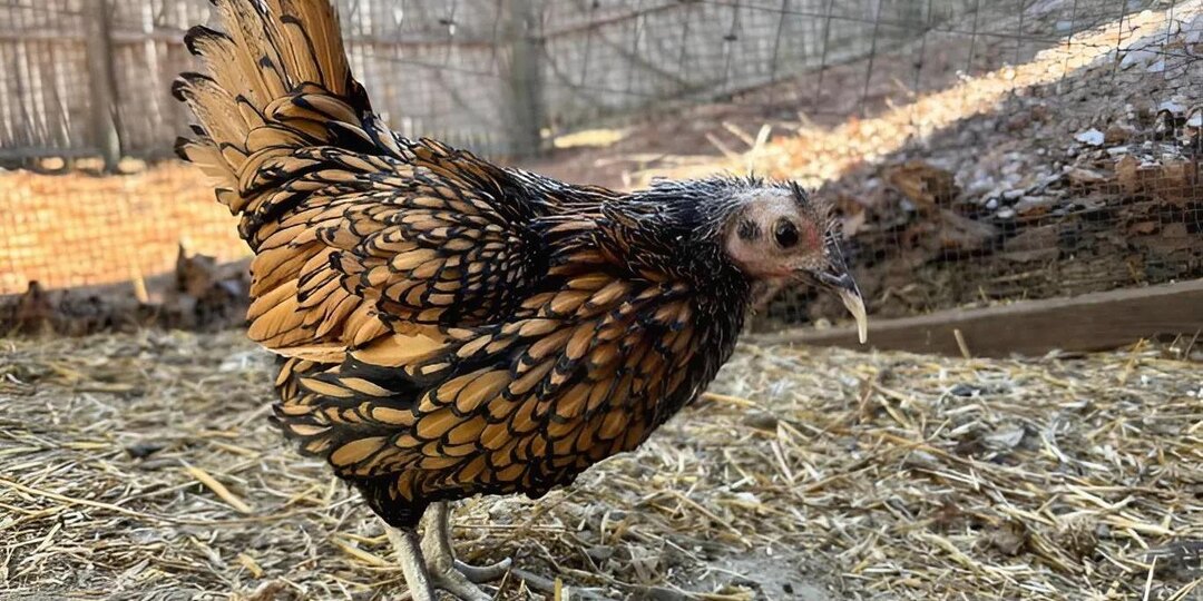 15-летняя курица Герти из США попала в Книгу рекордов Гинесса