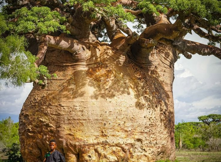 Баобаб — одно из самых необычных деревьев на планете.