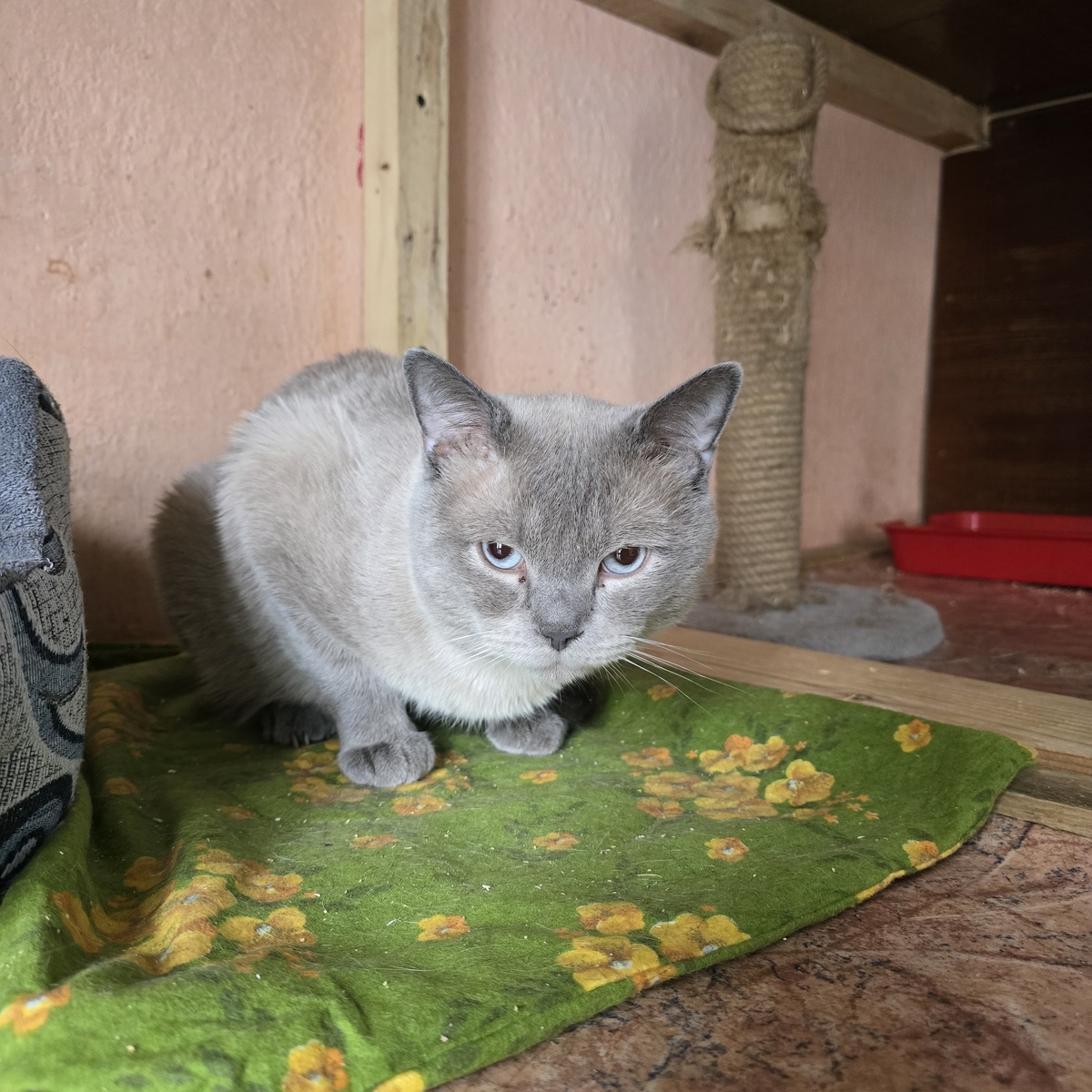 Тоха прижался к зелёному дереву, взгляд потерянный