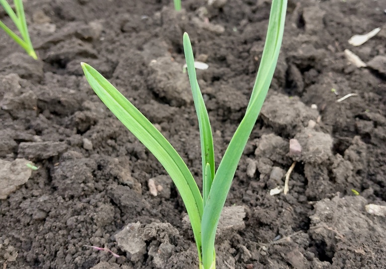 Чеснок 🧄 весной: уход и первая подкормка
