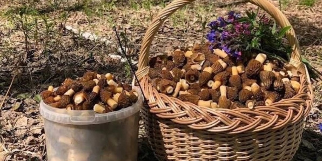 Грибной сезон уже начался в Подмосковье — в этом году он будет аномальным