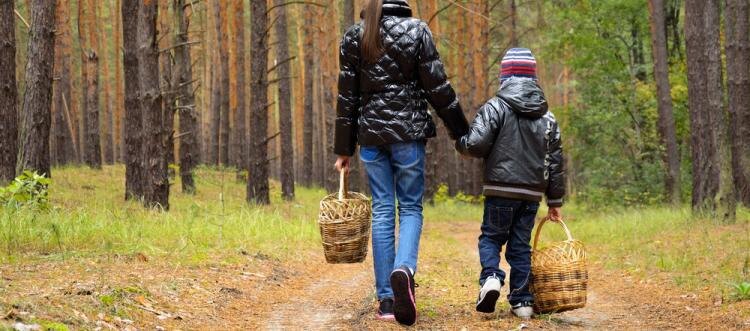 Грибное место