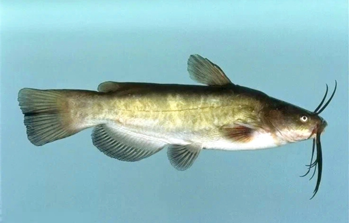 Американский сомик (лат. Ameiurus nebulosus) . Взято из открытых источников.