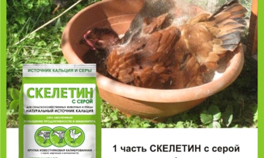 Источники кальция: почему ракушки и скорлупы недостаточно?