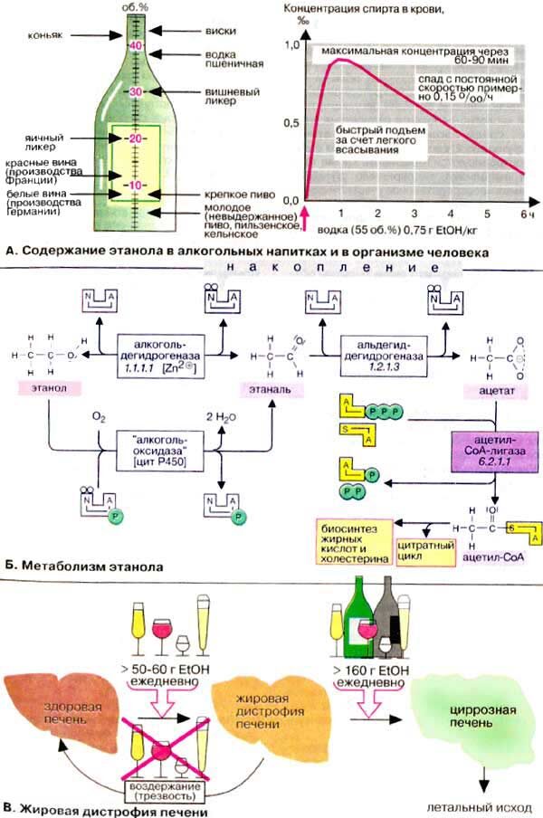 Источник: https://www.chem.msu.ru/rus/teaching/kolman/312.htm