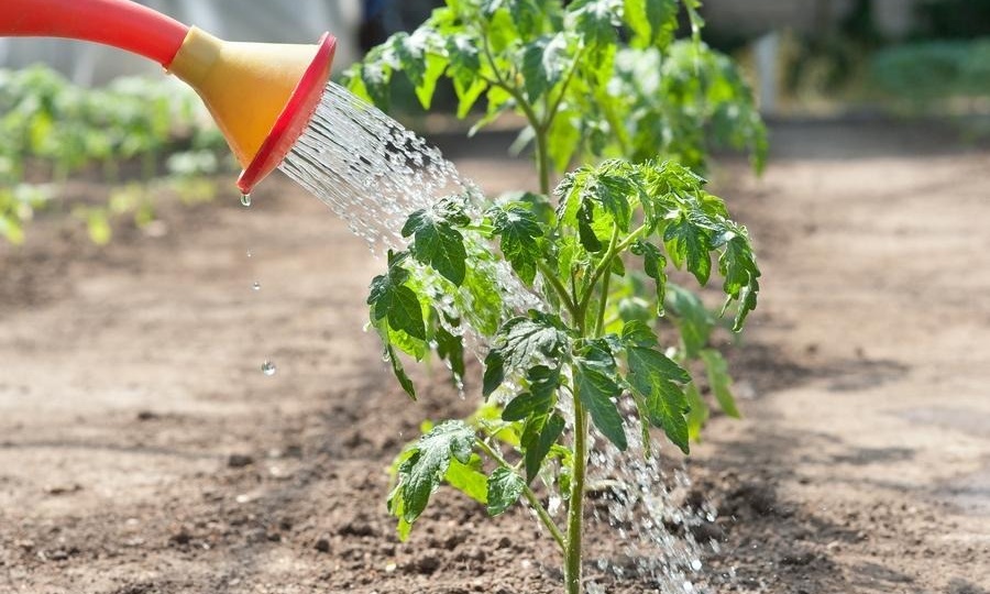 Как поливать томаты, чтобы не было чёрной ножки: простая схема без потерь