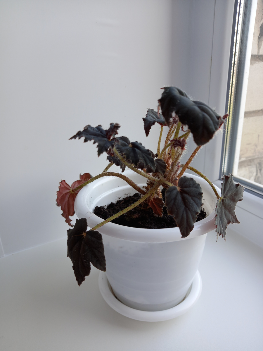 Королевская бегония Dark Mambo, 16.04.2026 г