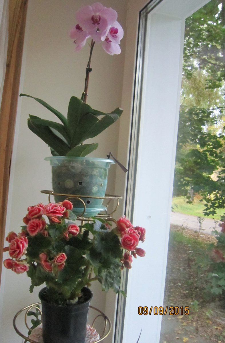 Бегония Нон стоп, г. Иваново 