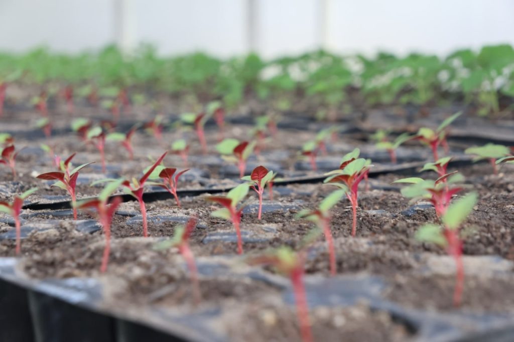    фото: Абакан официальный Kristina