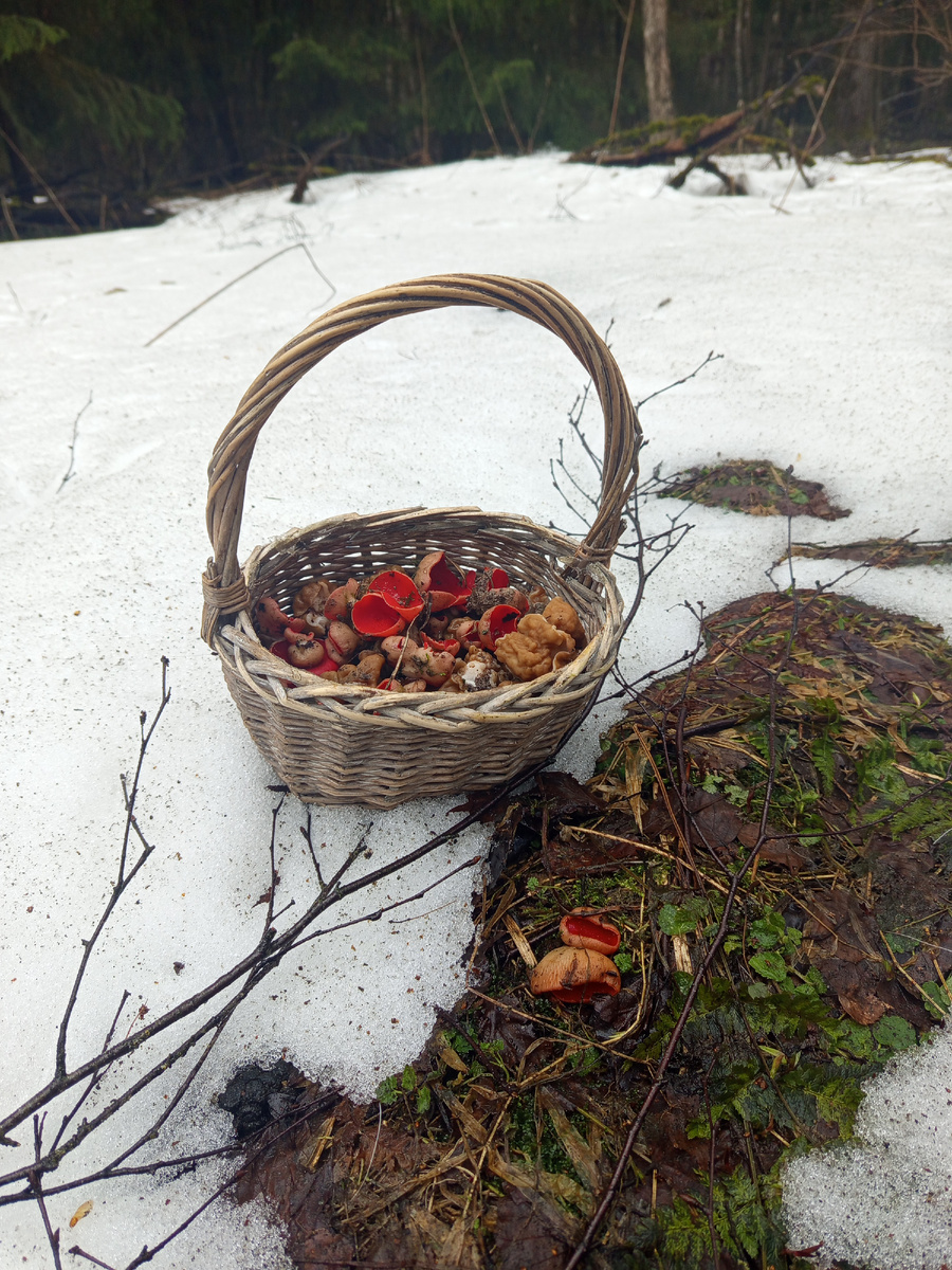 "Подснежное" начало грибного сезона 2026.