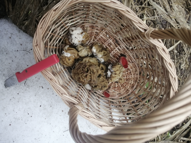 Подснежное начало и рекордный сбор строчков (листайте вправо). Год 2022.