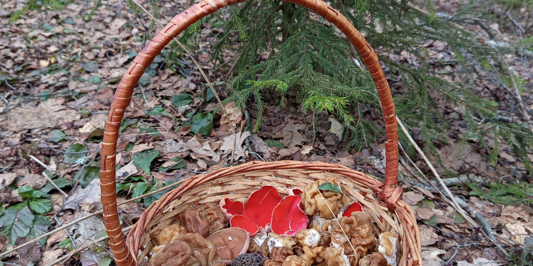 Ну сморчковая шапочка, погоди! Мы тебя все равно найдем. 13.04.26 . Подмосковье