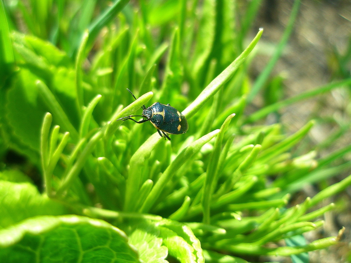 Фото №2. Клоп рапсовый, вид сверху