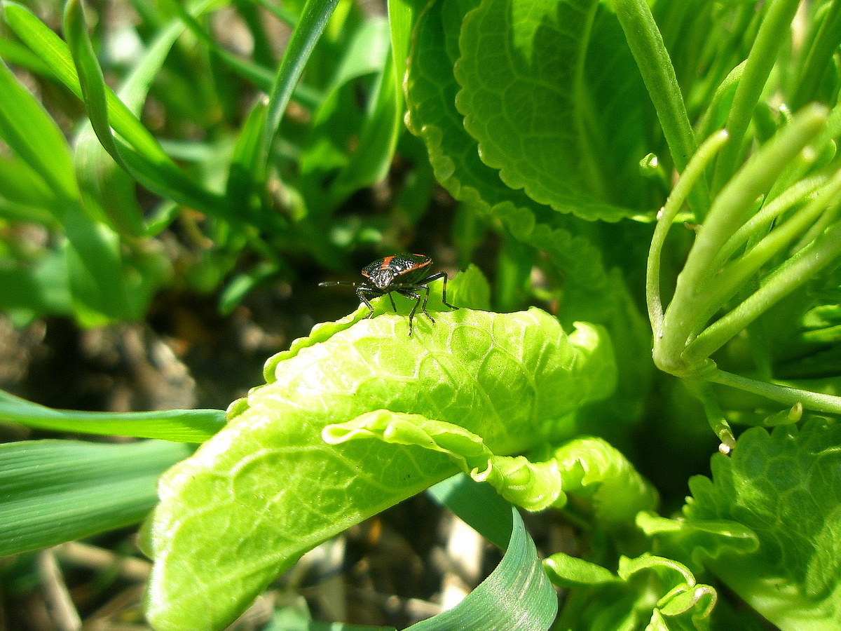 Фото №1. Клоп рапсовый, вид спереди