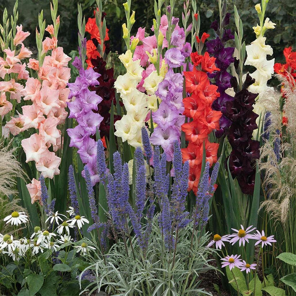 Гармония высоты и текстуры: гладиолусы, шалфей, эхинацея и злаки в едином ансамбле. Иллюстрация автора.