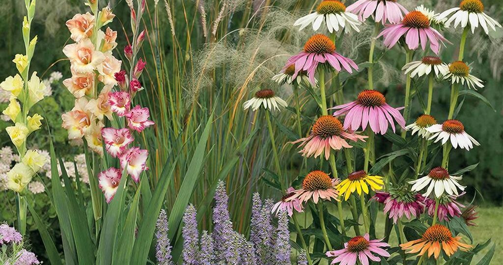 Клумба в ритме природы: гладиолусы, шалфей, эхинацея и злаки
