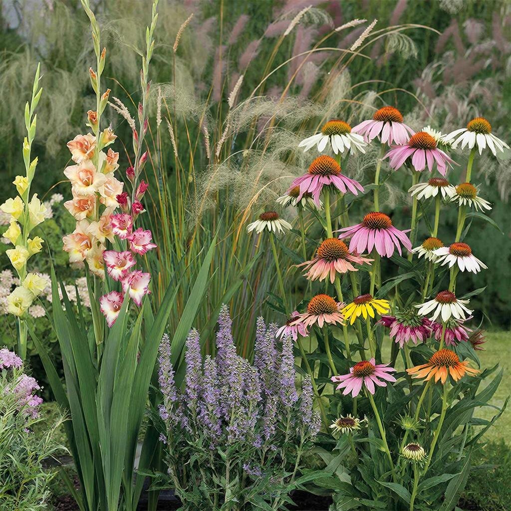 Вертикальный акцент гладиолусов и бархатистые соцветия шалфея. Иллюстрация автора.