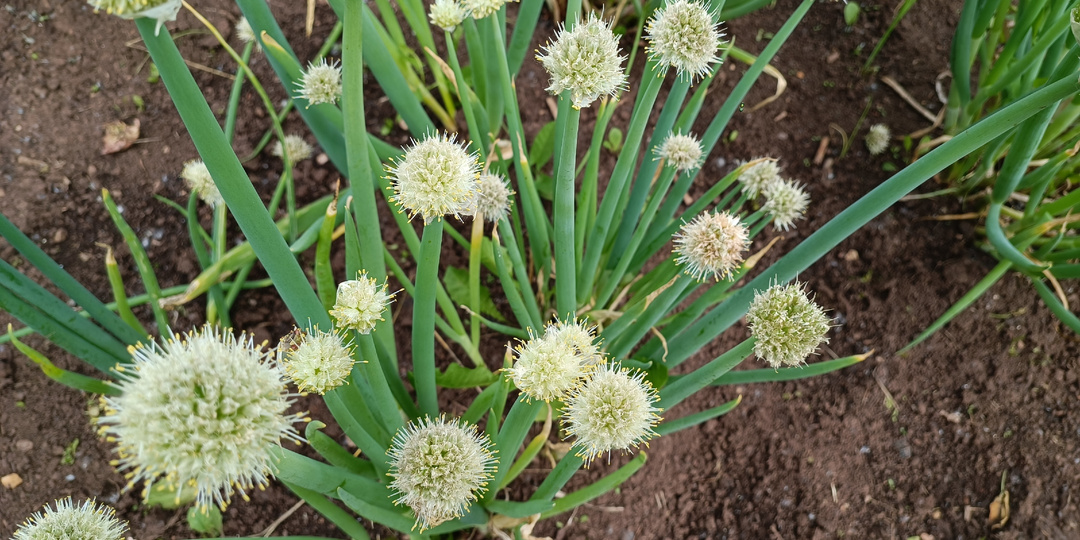 ОТВЕЧАЕМ НА ВОПРОСЫ ПО ЛУКУ И БАТУНУ