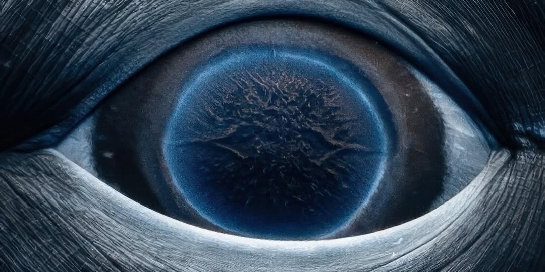 Фотографу Рэйчел Мур удалось запечатлеть редчайший кадр — крупный план глаза молодого горбатого кита.