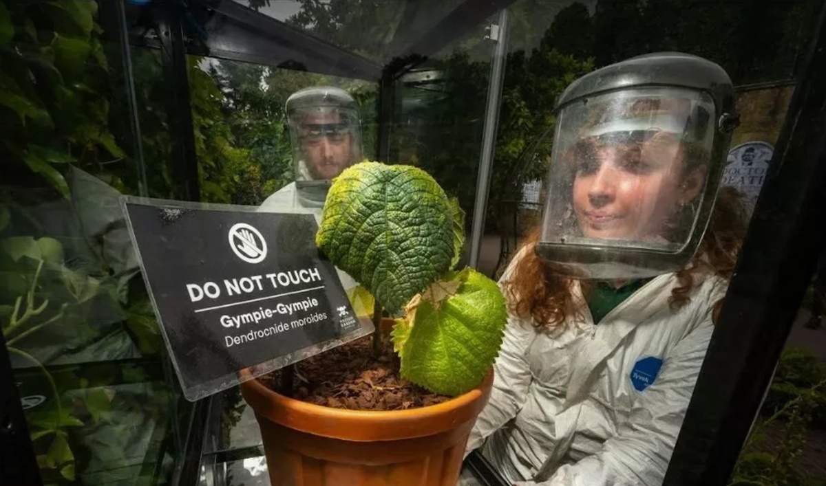 Так безопаснее. Изображение взято с сайта https://i2-prod.mirror.co.uk/article30414403.ece/ALTERNATES/s1200/0_DHR_MGA_040723mgaGympie3.jpg