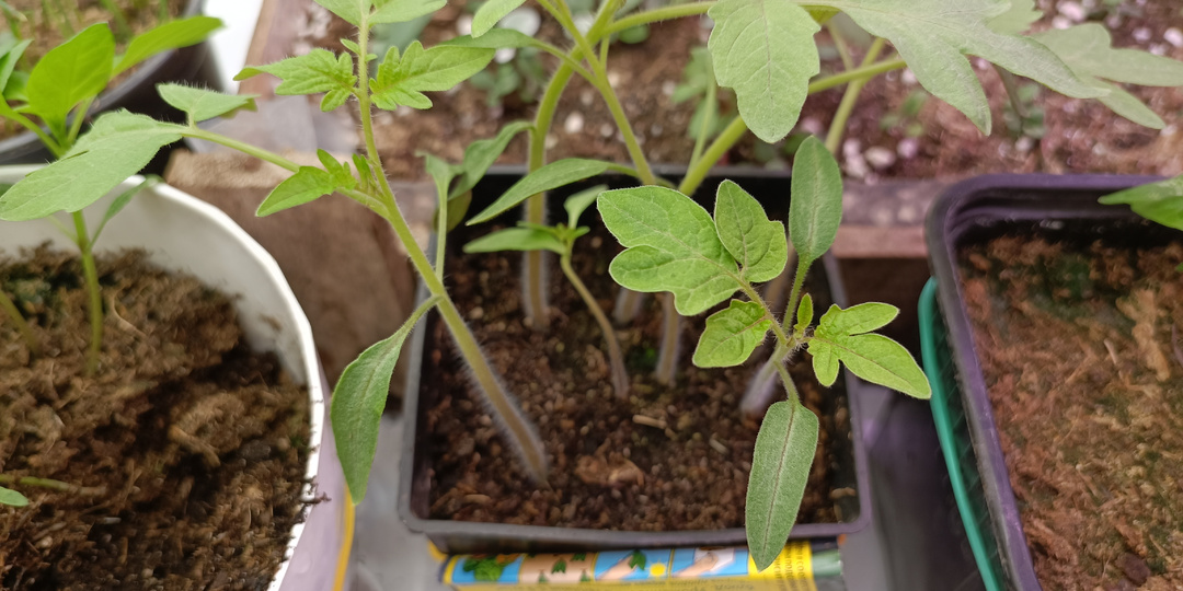 КАК ПОНЯТЬ, ЧТО РАСТЕНИЕ ПОРА ПОДКОРМИТЬ