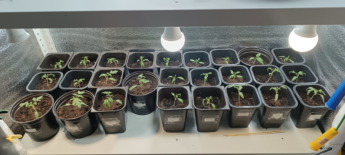 Оставила 32 шт. 