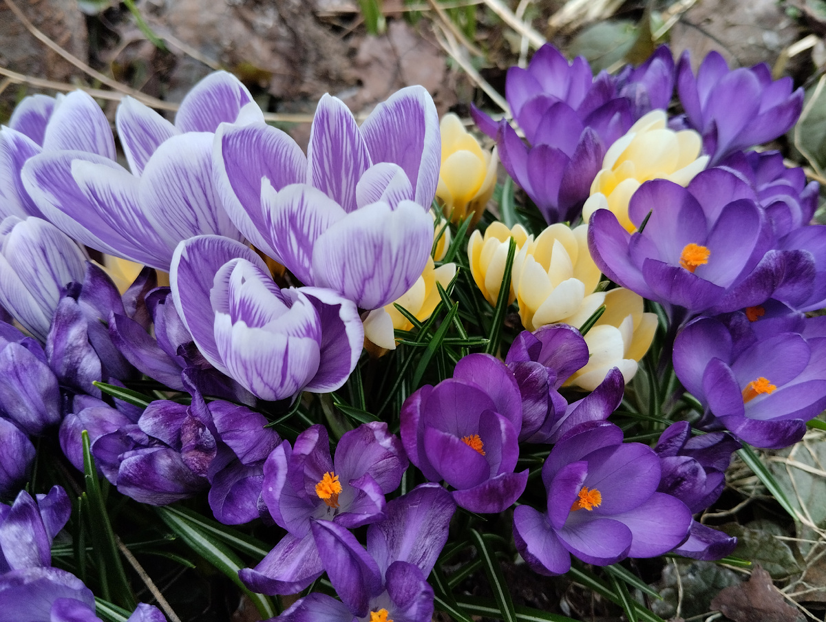 Зацвели крупноцветковые крокусы, среди которых выделяется полосатый Pickwick