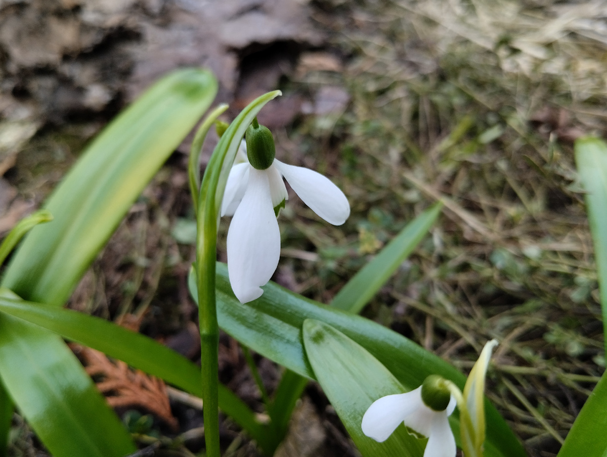 Всё ещё цветут галантусы