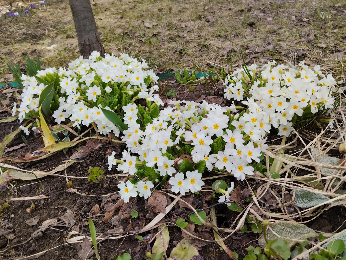 Мои любимые белоснежные примулы только набирают