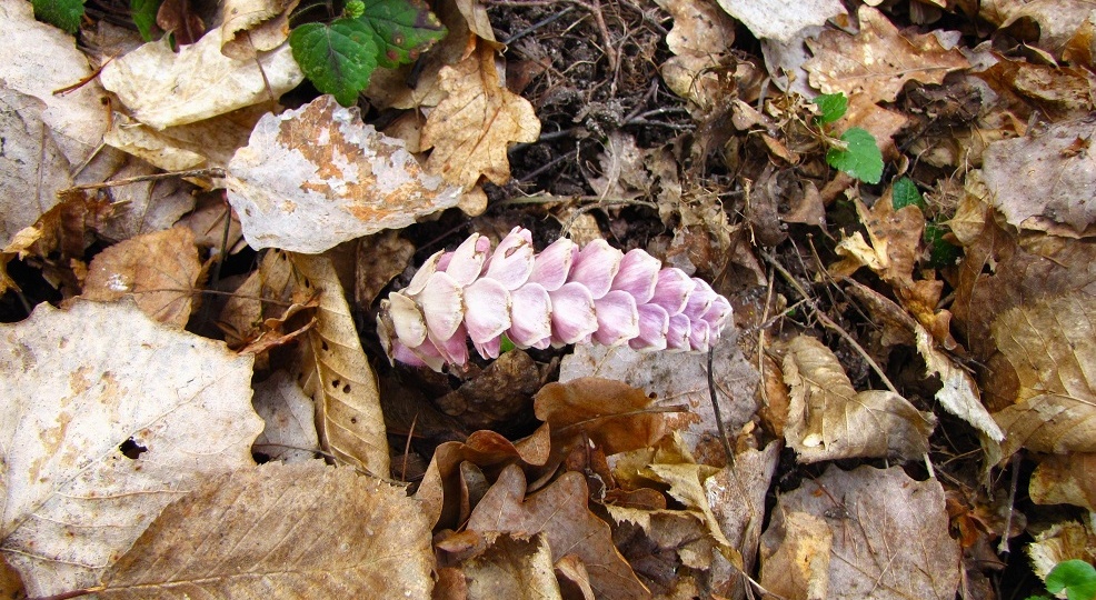 Красивый паразит