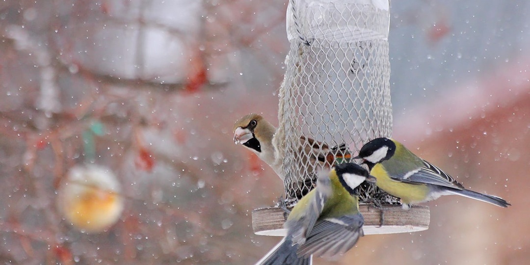 Эй, вы, сплетницы! Я всё слышу!!!