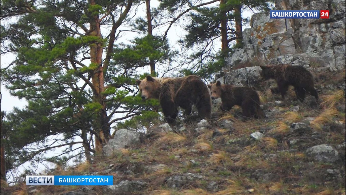    Медведицу с двумя малышами заметили в нацпарке «Башкирия»
