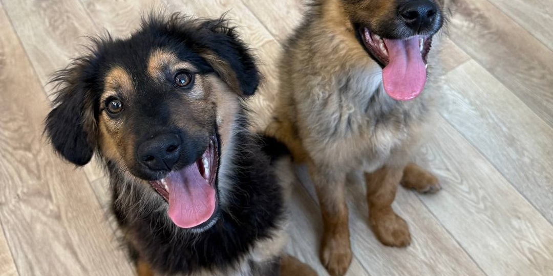 🐾 Очаровательные щенки в добрые руки! Ищут семью, полную любви и тепла 🐾